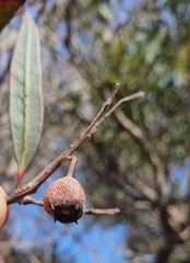 Angophora crassifolia