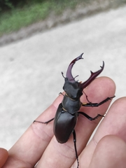 Lucanus cervus cervus