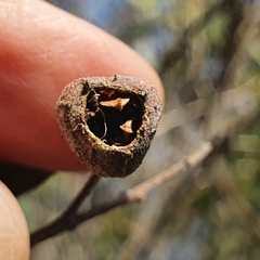 Angophora crassifolia