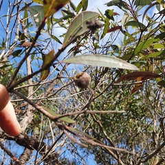 Angophora crassifolia