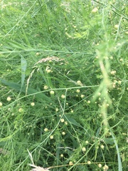 Asparagus officinalis