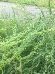 Asparagus officinalis