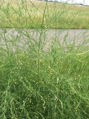 Asparagus officinalis