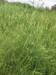 Asparagus officinalis