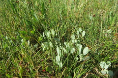 Atriplex pedunculata