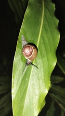 Gastropoda