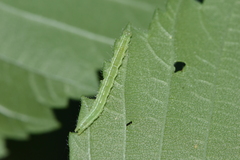 Hypena abalienalis