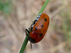Tituboea sexmaculata