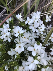 Leptosiphon floribundus