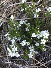 Leptosiphon floribundus