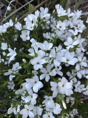 Leptosiphon floribundus