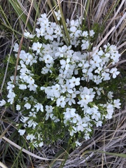 Leptosiphon floribundus