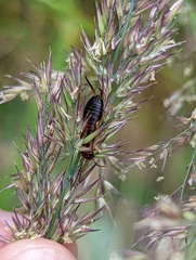 Forficula auricularia