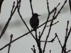 Sturnus vulgaris