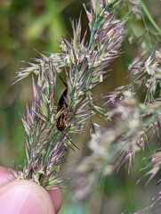 Forficula auricularia