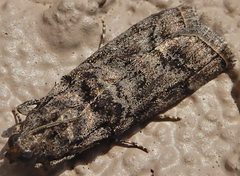 Dioryctria pentictonella