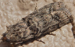 Dioryctria pentictonella