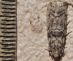 Dioryctria pentictonella