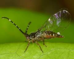 Synoza cornutiventris