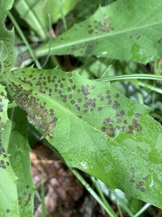 Septoria erigerontis