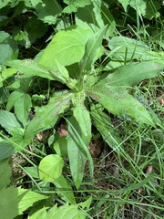Septoria erigerontis