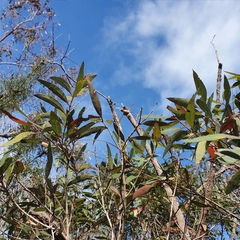Angophora crassifolia