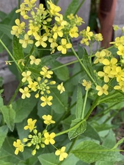Bunias orientalis