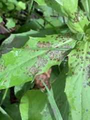 Septoria erigerontis