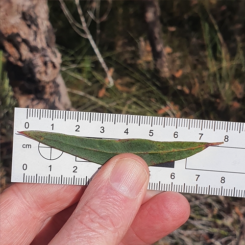 Image of Angophora bakeri by (c) ronavery, some rights reserved (CC BY)