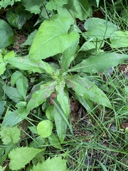 Septoria erigerontis