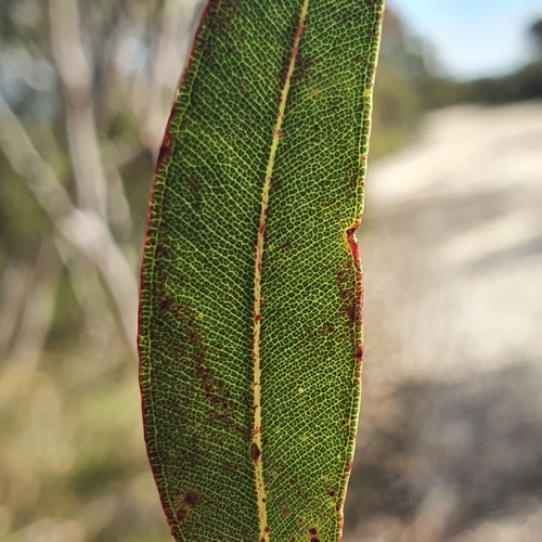Image of Angophora bakeri by (c) ronavery, some rights reserved (CC BY)