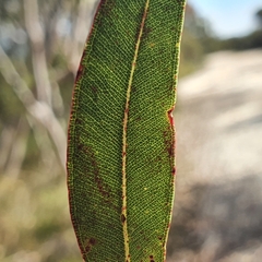 Angophora crassifolia