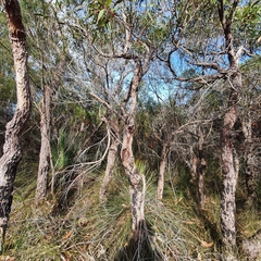 Angophora crassifolia