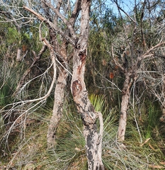 Angophora crassifolia
