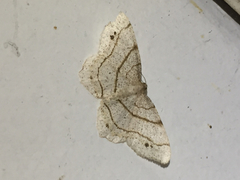 Trigrammia quadrinotaria