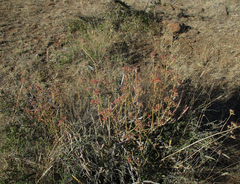 Kalanchoe rotundifolia