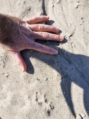 Leptailurus serval serval