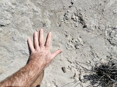 Leptailurus serval serval