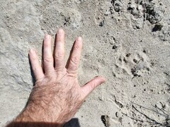 Leptailurus serval serval