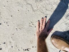 Lupulella mesomelas mesomelas