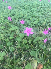 Oxalis hispidula