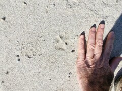 Lupulella mesomelas mesomelas