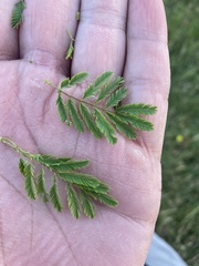 Desmanthus leptolobus