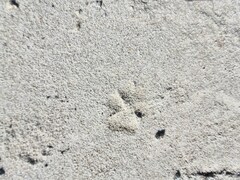 Lupulella mesomelas mesomelas