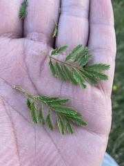 Desmanthus leptolobus