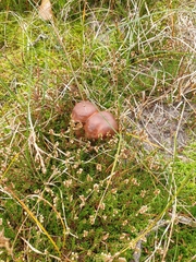 Leccinum duriusculum