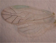 Austropsocus viridis