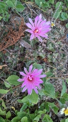 Coryphantha macromeris