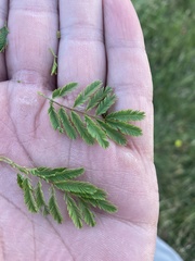 Desmanthus leptolobus