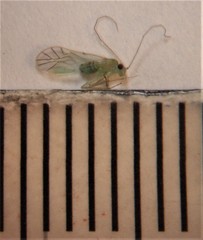 Austropsocus viridis